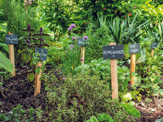 Kräutergarten für Anfänger