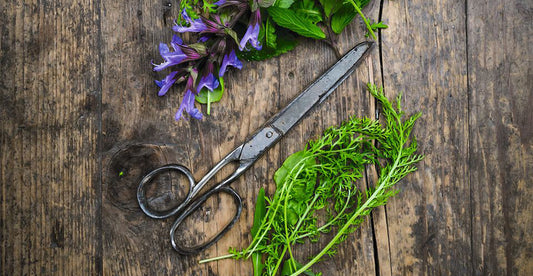 Wildkräuter für die Küche