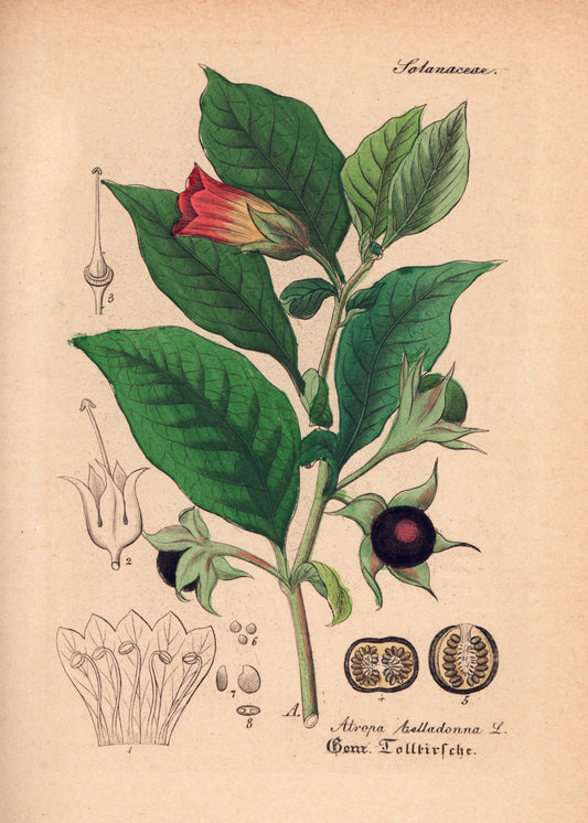 Belladonna, die Schnitterin des goldenen Fadens