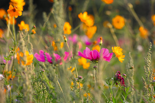 Blühender Wandel im Blumenbeet
