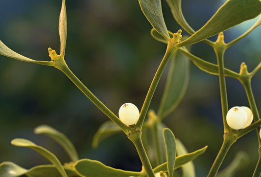 Krebs – mehr als ein lokales Geschehen