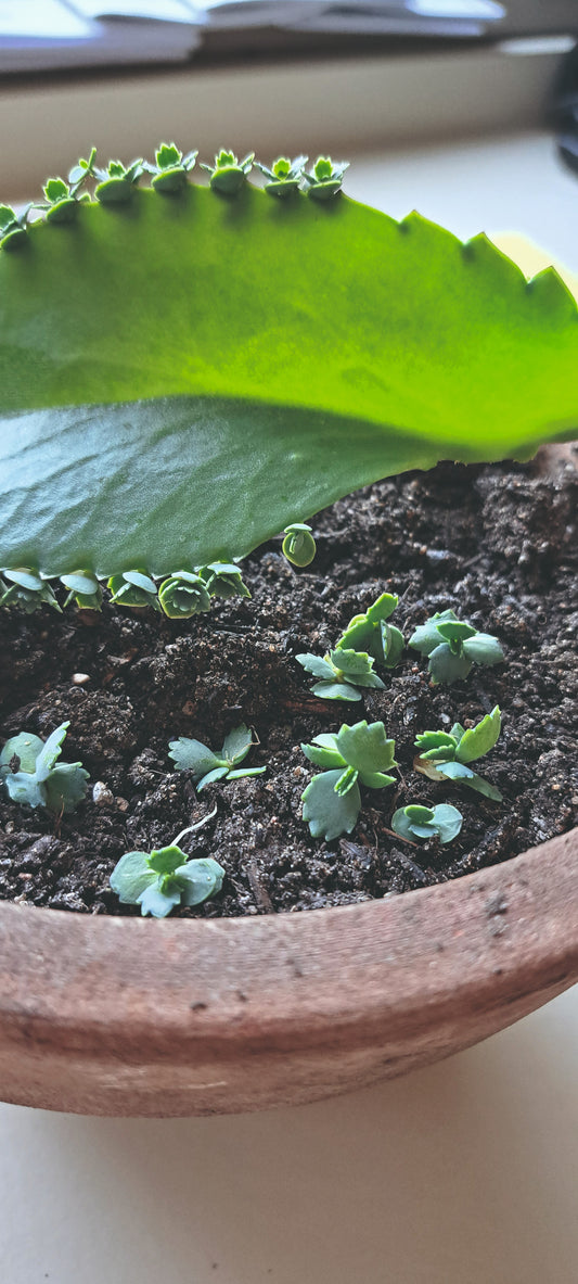 Natürlichkeit und Nachhaltigkeit im Blumenfachgeschäft