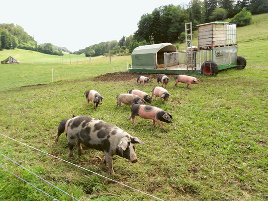 Schweinisch innovativ