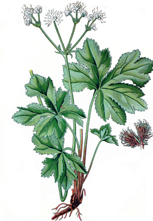 Der Zauberer
