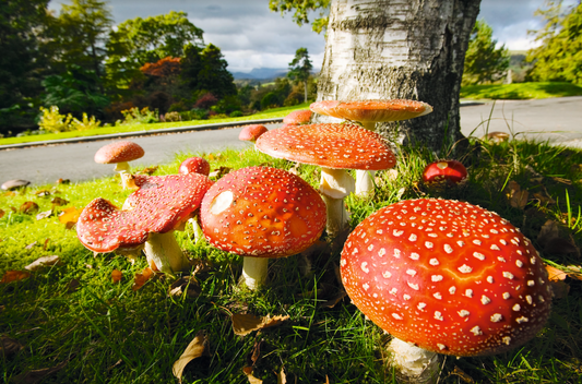 Alles unter einem Hut - Fliegenpilz