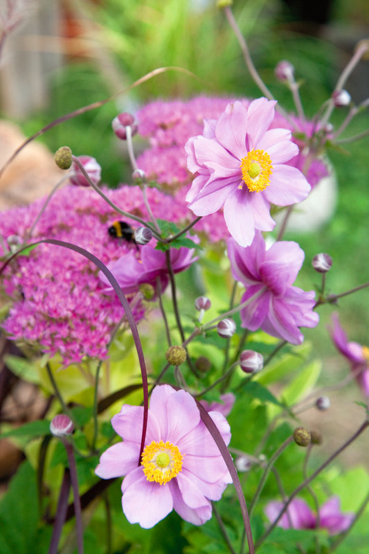 Anemone – Rose des Windes