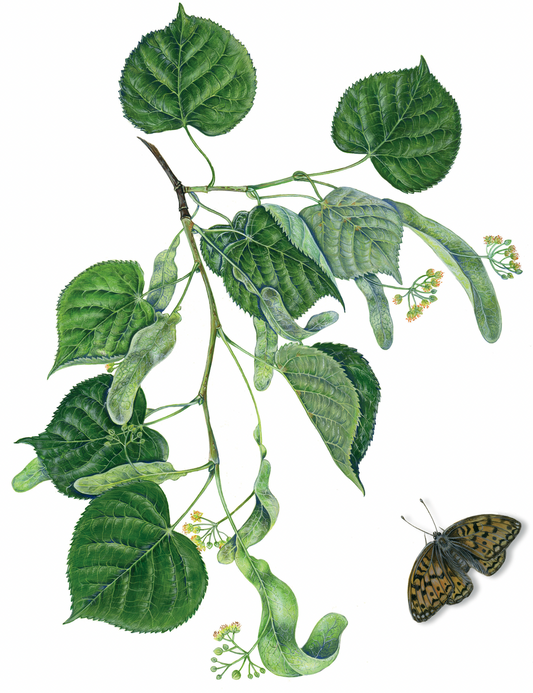 Lindenblüte Tiliae flos