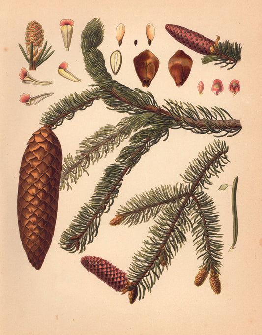 Das Königspaar des Waldes