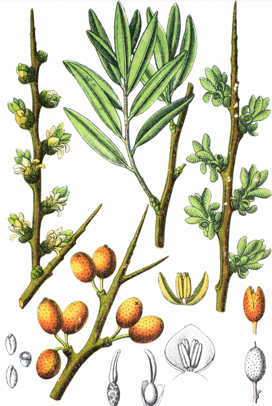 Sanddorn Hippophae rhamnoides