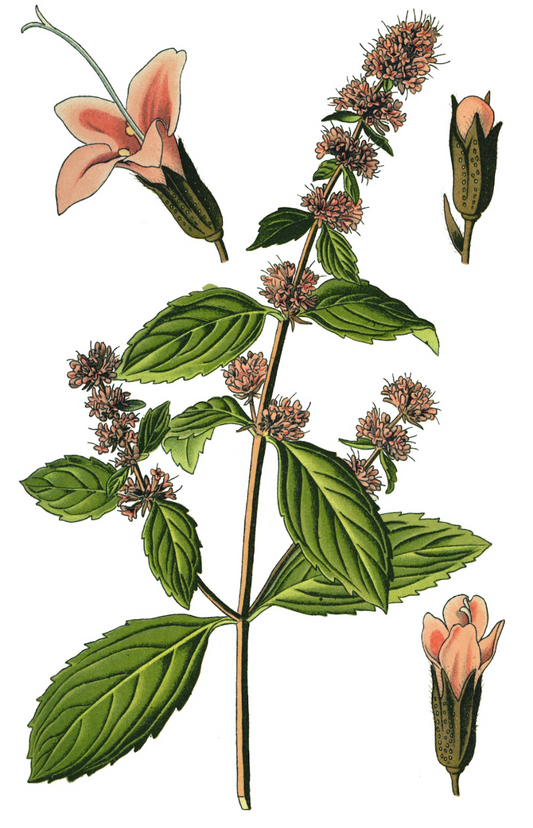Pfefferminze Mentha piperita