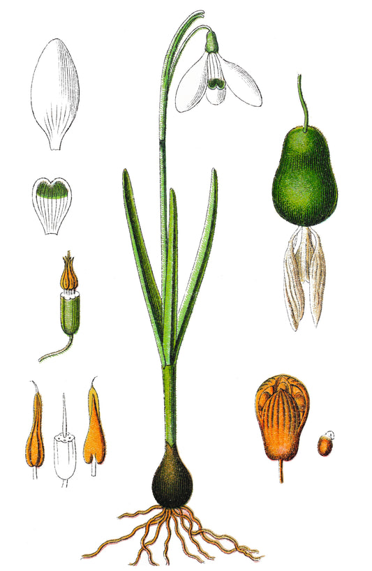 Lieblicher Frühlingsbote