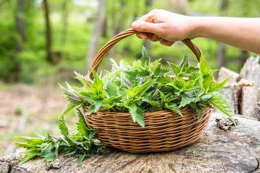 Sabine Hurni über das Teekraut im eigenen Garten