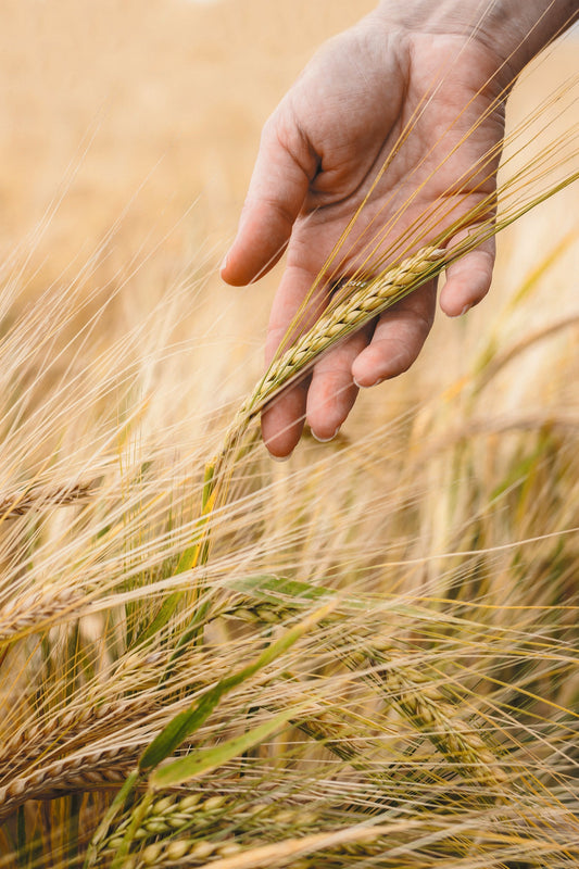 Urkorn mit heilender Wirkung