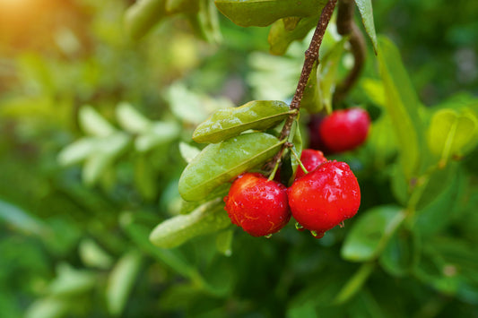 Natürliches Vitamin C