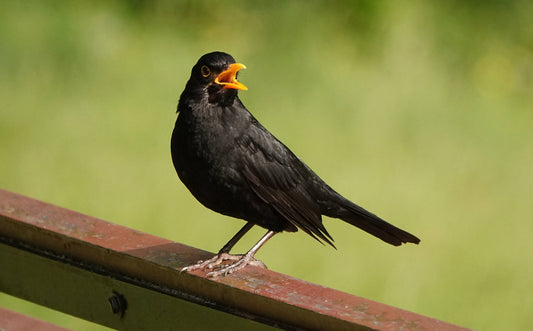 Anderswelt: Das Lied der Amsel