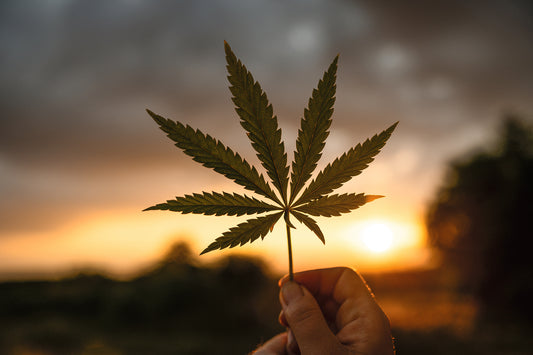 Deutschland legalisiert Cannabis