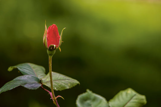 DIE ERSTE ROSE