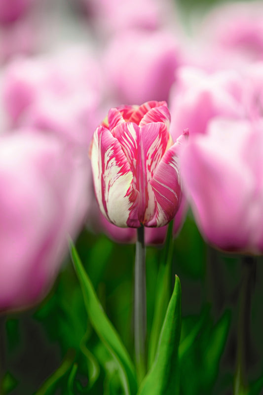Hallo Frühling mit Schweizer Schnitt-Tulpen