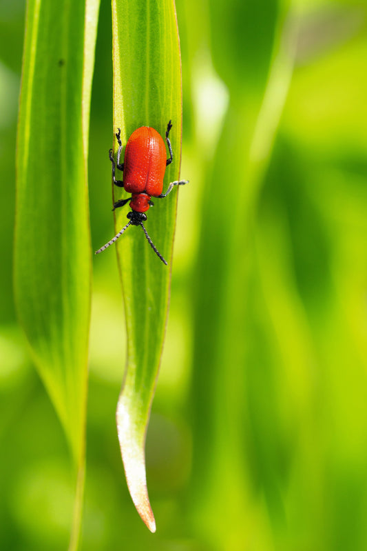 Heimische Insekten kennenlernen