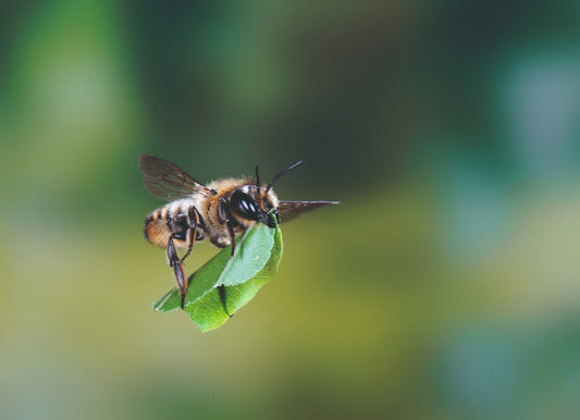 Gefährdete Wildbienen