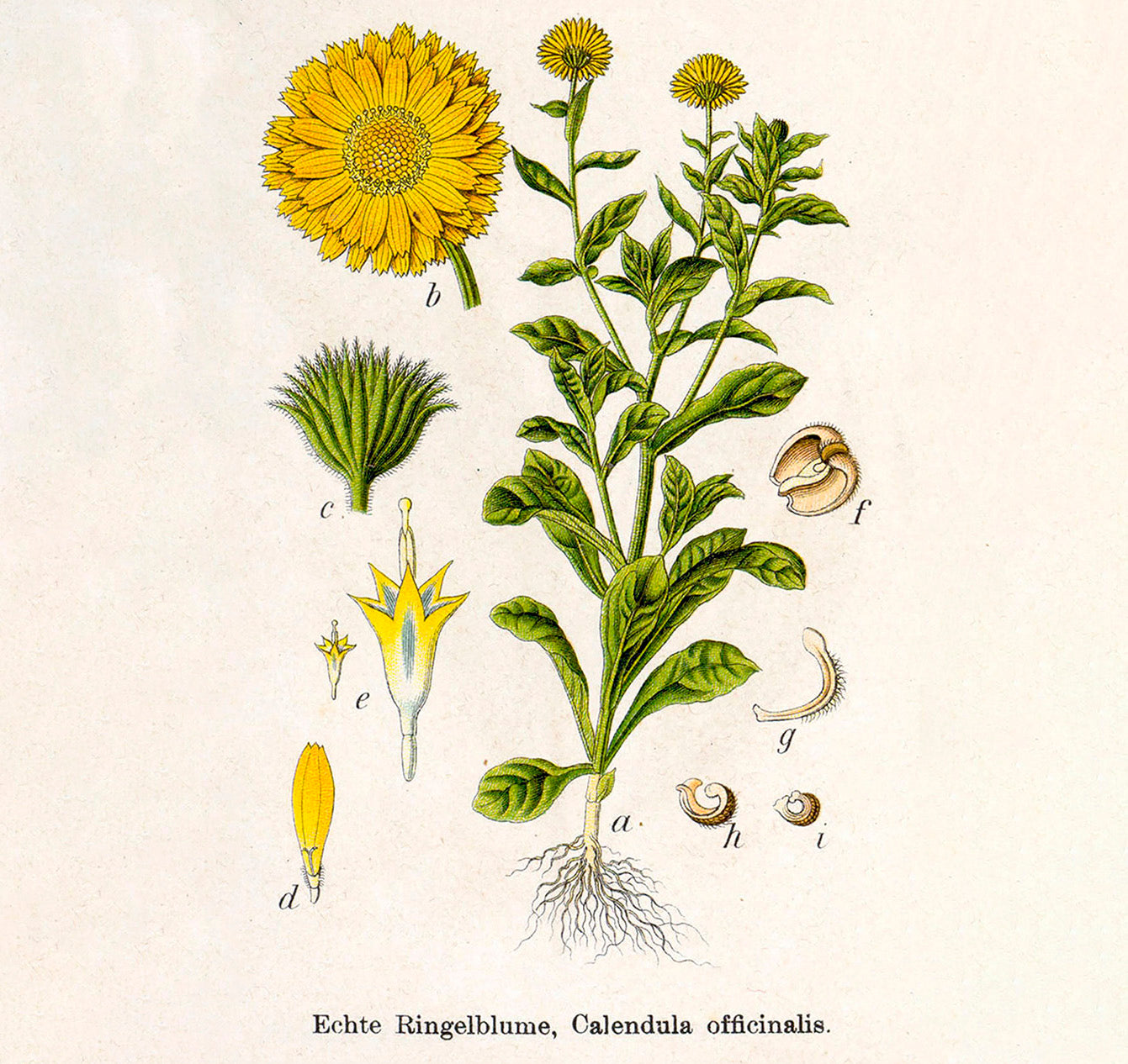 Goldblume Der Liebe Und Erl sung Natuerlich online Goldblume Der Liebe Und Erl sung Natuerlich online