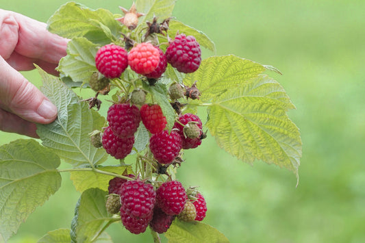 Fruchtiges Erntevergnügen auf dem Balkon und im Garten