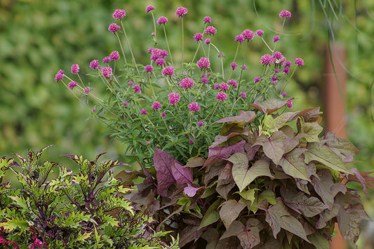 «Herzlich  willkommen!» –  Sag’s mit  Blumen