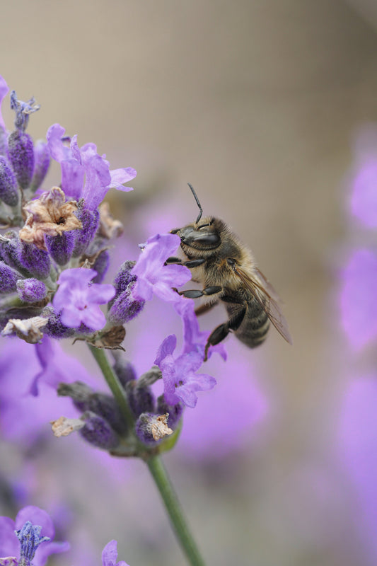 Wildbienen im Garten