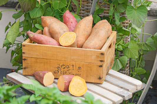 Selbstversorgung aus dem Garten