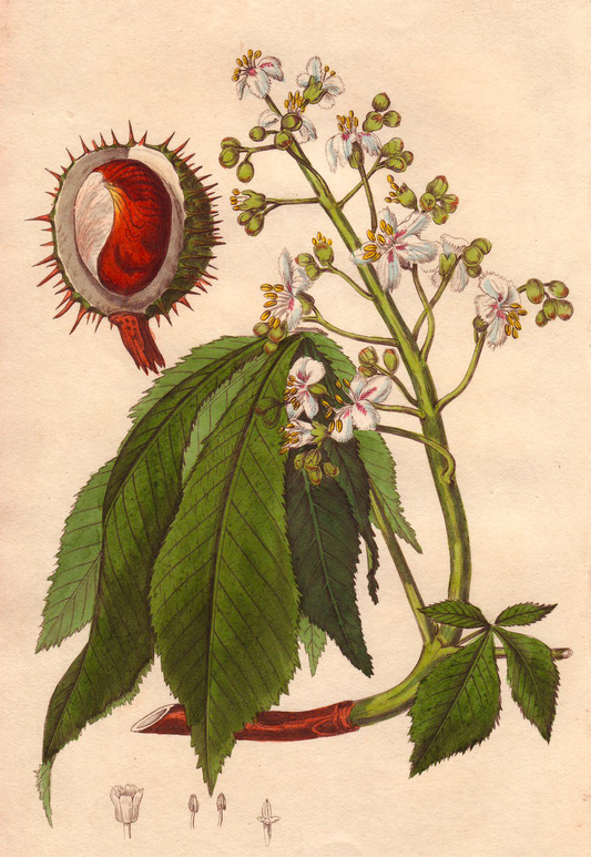 Rosskastanie Aesculus hippocastanum