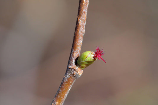 Die kraftvolle  Knospenheilkunde