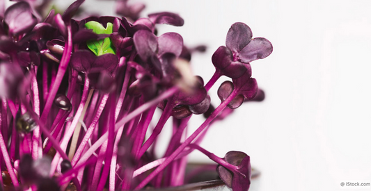 Superfood - Sprossen sind gesund