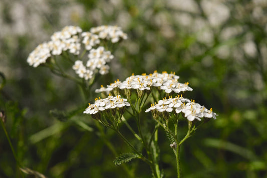 Bioterra kürt 2025 die Wiesenschafgarbe zur Biodiversitäts-Botschafterin