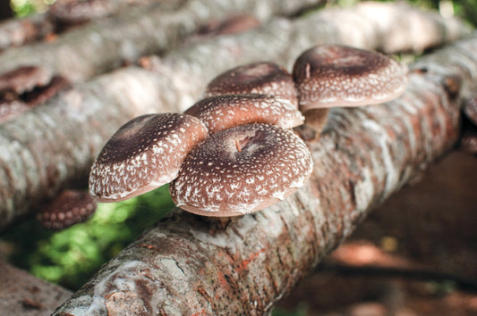 Shiitake und Maitake: Doppelte Kraft als funktionelle Lebensmittel