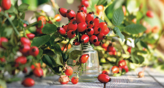 Die Powerfrucht Hagebutte – natürlich heilsam und vielseitig