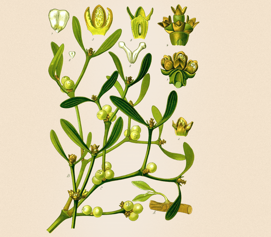 Die geheimnisvolle Mistel