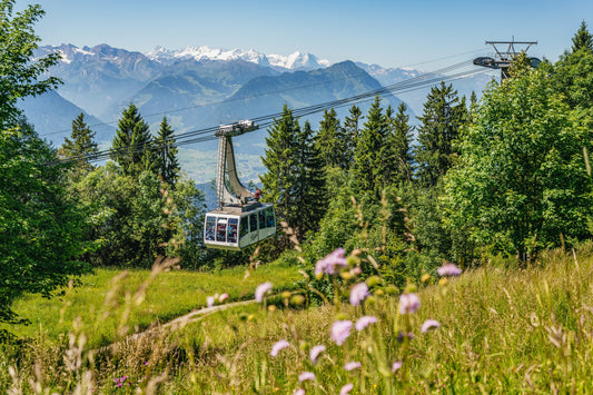 Blütenzauber über dem Vierwaldstättersee