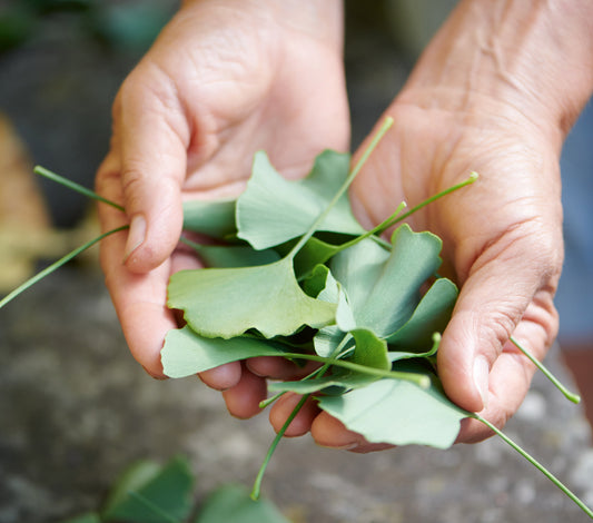 Der Ginko: Heimische Heilkraft