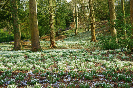 Blühende Gärten im Frühjahr