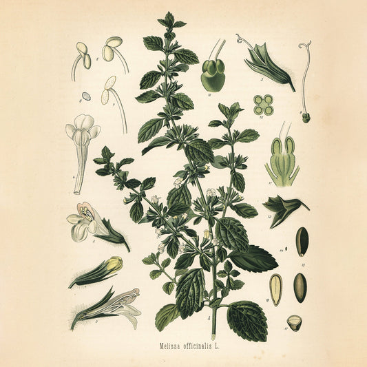 Balsam für Körper und Seele