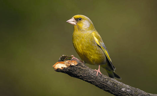 Stunde der Wintervögel: 100 000 Vögel gezählt