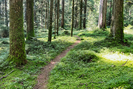Waldbaden – Back to Nature