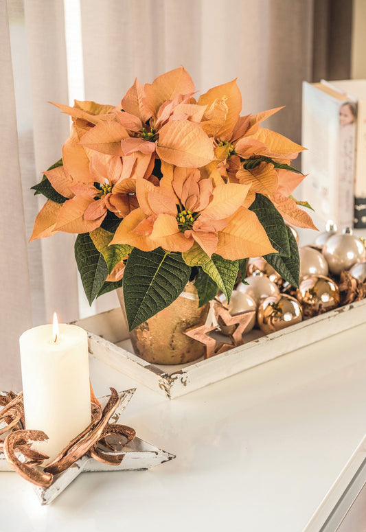 Diese Sterne leuchten heller