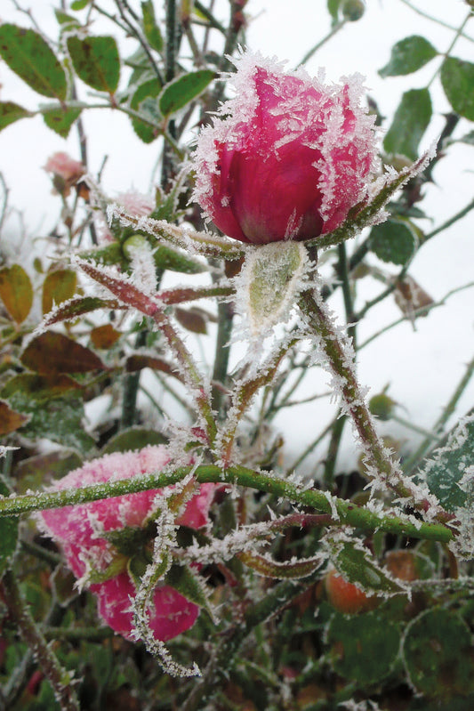 Klare Nächte im November bringen strengen Frost