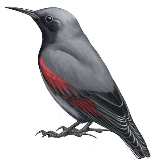 Neuer Bergvogelführer: die Vögel unserer Alpen kennen und schützen!