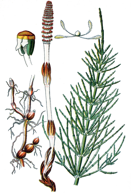 Ackerschachtelhalm Equisetum arvense