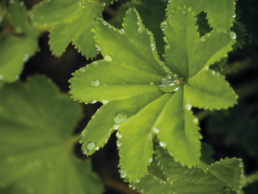 Die schöpferische Kraft des Frauenmantels: Alchemilla vulgaris