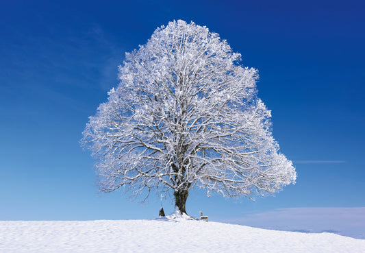 Die Linde ist (auch) der Baum der Liebe