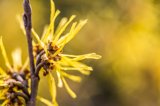 Die Zaubernuss tut der Haut gut