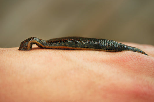 Das nützliche Monsterchen